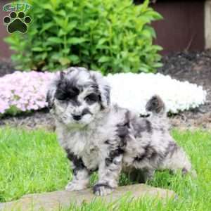 Casper, Mini Goldendoodle Puppy