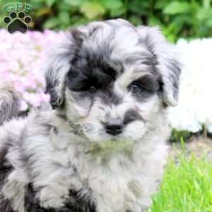Casper, Mini Goldendoodle Puppy