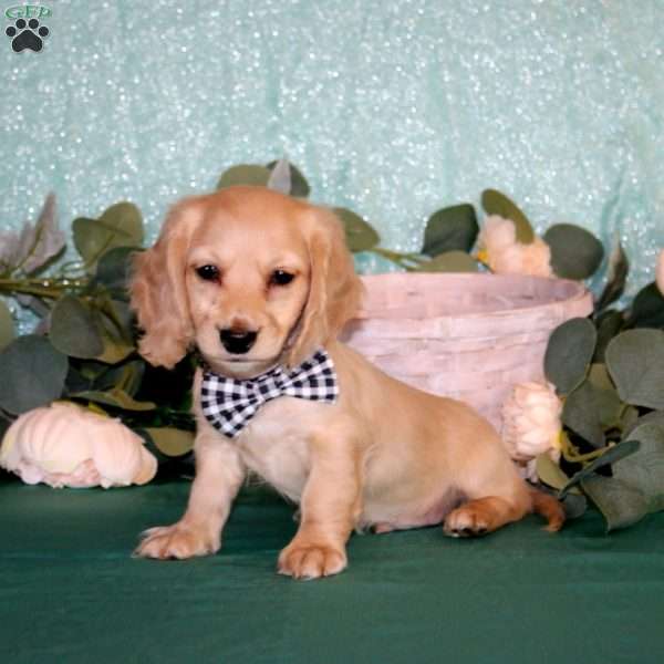 Casper-Mini, Dachshund Puppy