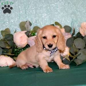 Casper-Mini, Dachshund Puppy