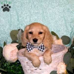 Casper-Mini, Dachshund Puppy