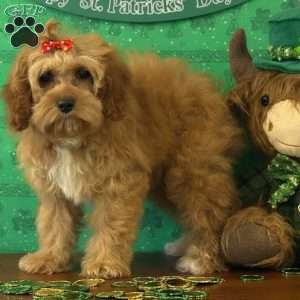 Cassie, Cockapoo Puppy