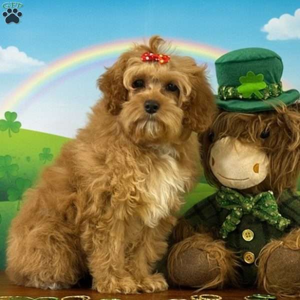 Cassie, Cockapoo Puppy