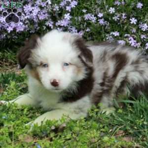 Cassie, Australian Shepherd Puppy