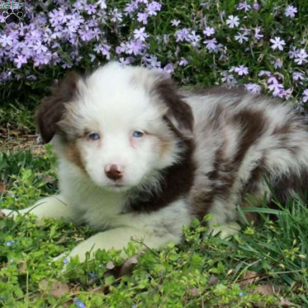 Cassie, Australian Shepherd Puppy