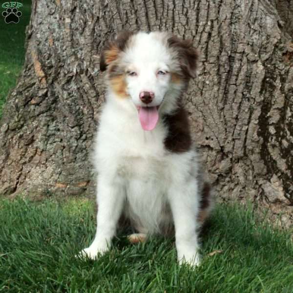 Cassie, Australian Shepherd Puppy