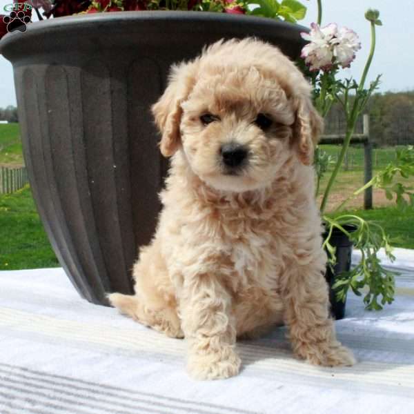 Cassie, Cavapoo Puppy