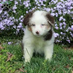 Cassie, Australian Shepherd Puppy