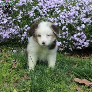 Cassie, Australian Shepherd Puppy