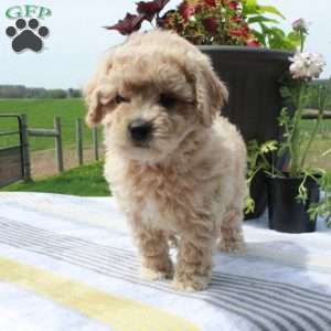 Cassie, Cavapoo Puppy