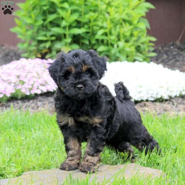 Cayde, Mini Goldendoodle Puppy