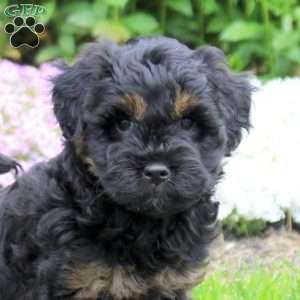 Cayde, Mini Goldendoodle Puppy