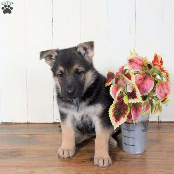 Cayla, German Shepherd Puppy