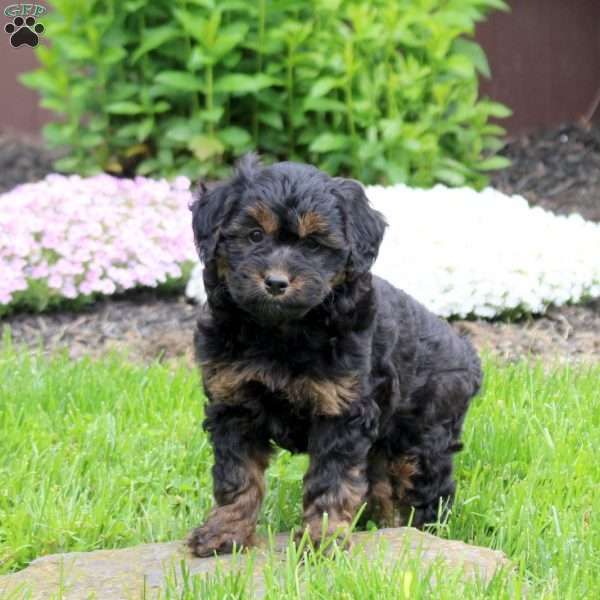 Cayla, Mini Goldendoodle Puppy
