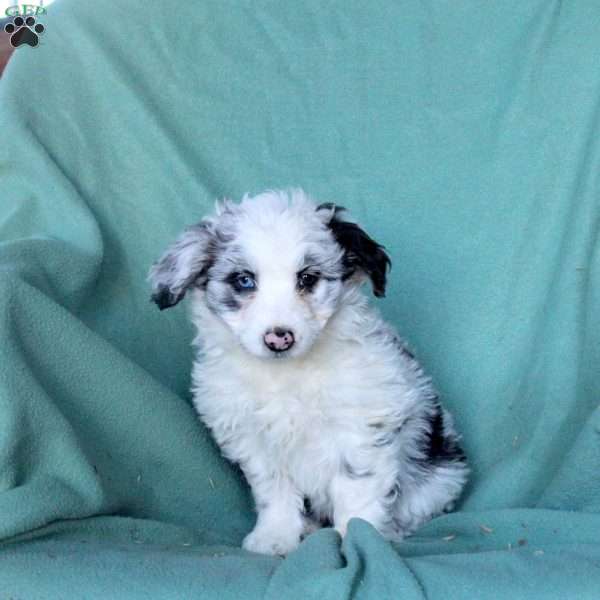 Cayla, Mini Aussiedoodle Puppy