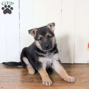Cayla, German Shepherd Puppy