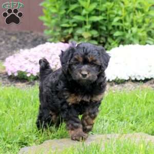 Cayla, Mini Goldendoodle Puppy
