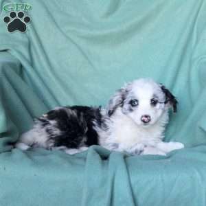 Cayla, Mini Aussiedoodle Puppy