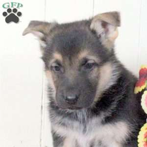 Cayla, German Shepherd Puppy