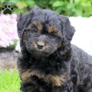Cayla, Mini Goldendoodle Puppy