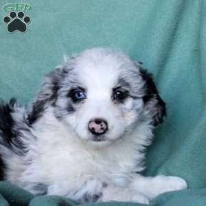 Cayla, Mini Aussiedoodle Puppy