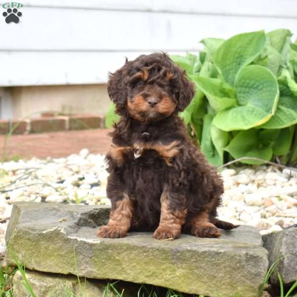 Cedar, Mini Goldendoodle Puppy
