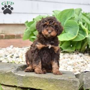 Cedar, Mini Goldendoodle Puppy