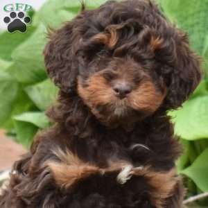 Cedar, Mini Goldendoodle Puppy