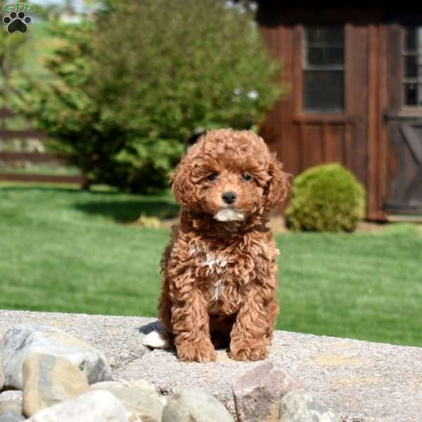 Chamomile, Toy Poodle Puppy