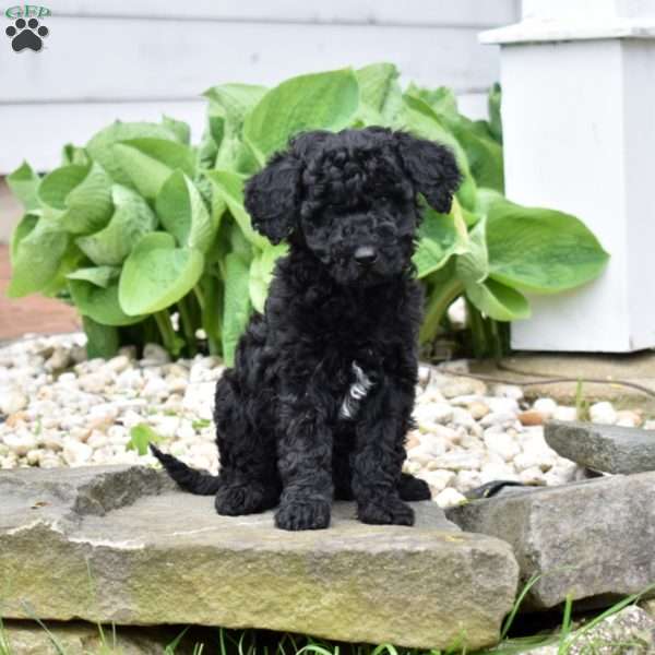 Chance, Mini Goldendoodle Puppy