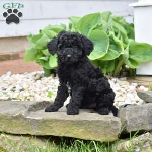 Chance, Mini Goldendoodle Puppy