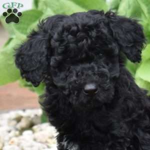 Chance, Mini Goldendoodle Puppy