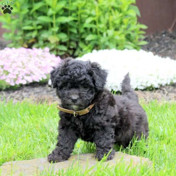 Chandler, Mini Goldendoodle Puppy