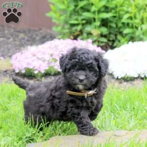 Chandler, Mini Goldendoodle Puppy