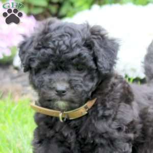 Chandler, Mini Goldendoodle Puppy