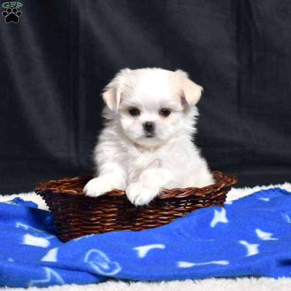 Charles, Maltese Puppy