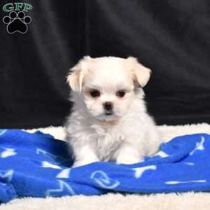 Charles, Maltese Puppy