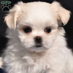 Charles, Maltese Puppy