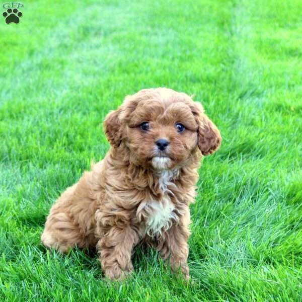 Charleston, Cavapoo Puppy