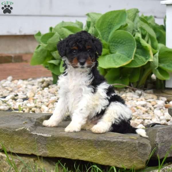 Charlotte, Mini Goldendoodle Puppy