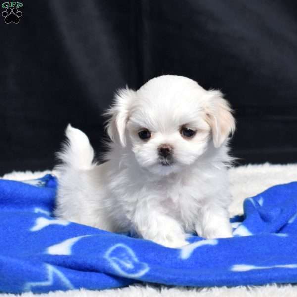 Charlotte, Maltese Puppy