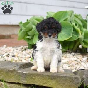 Charlotte, Mini Goldendoodle Puppy