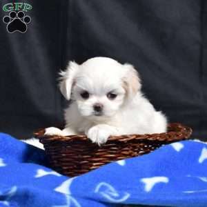 Charlotte, Maltese Puppy