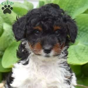 Charlotte, Mini Goldendoodle Puppy