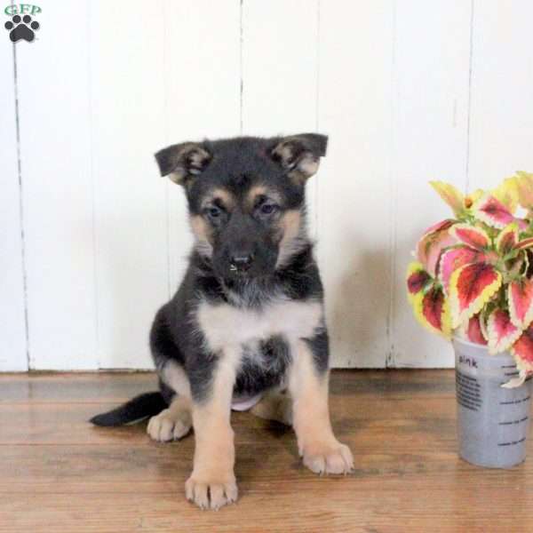 Charm, German Shepherd Puppy