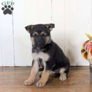 Charm, German Shepherd Puppy
