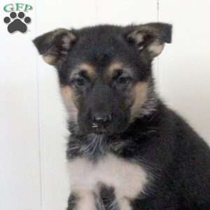 Charm, German Shepherd Puppy