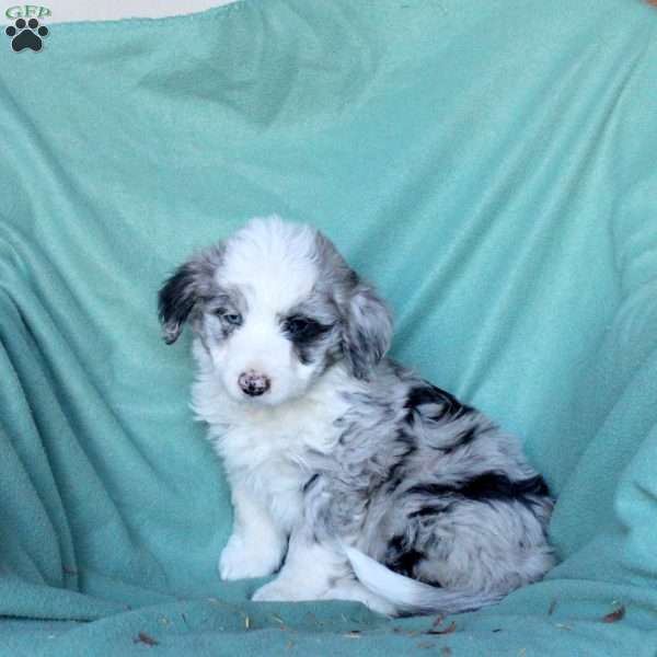 Charmer, Mini Aussiedoodle Puppy