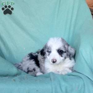 Charmer, Mini Aussiedoodle Puppy