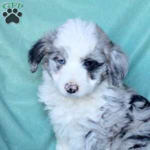 Charmer, Mini Aussiedoodle Puppy